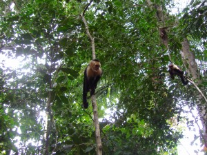 Monos Carablanca. Playa Matapalos, Costa Rica