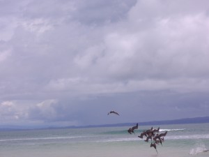 Pelícanos pescando. Playa Matapalos, Costa Rica