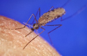 El mosquito más peligroso: anopheles gambiae