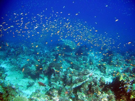 Azul, peces, corales en Zanzíbar