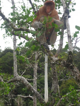 Mono narigudo en Bako