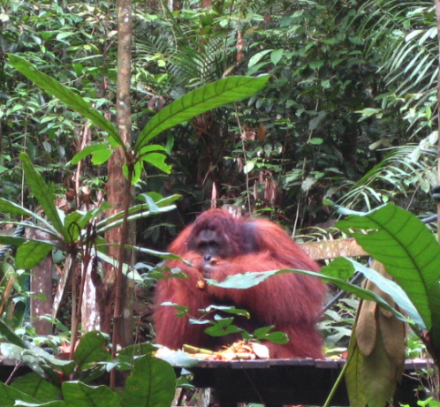 Orangutan en el Semengoh Widlife Rehabilitation Centre