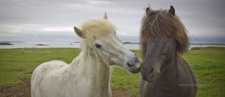 Caballos comiendo