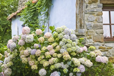 Casa rural de Artaunsoro. Hortensias