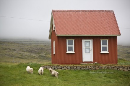 Ovejas en Islandia