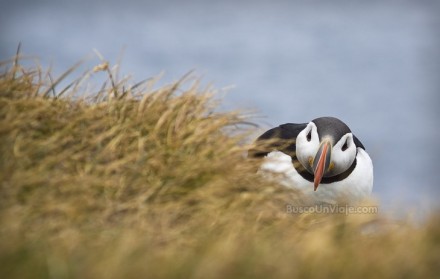 Puffin curioso en Látrabjarg