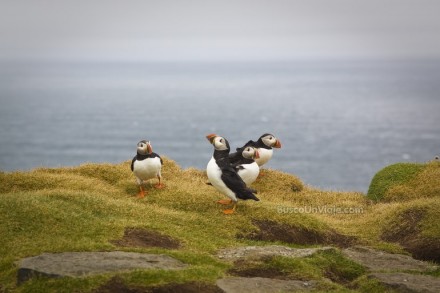 Puffins al despiste en Látrabjarg