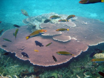 Corales en Pulau Redang