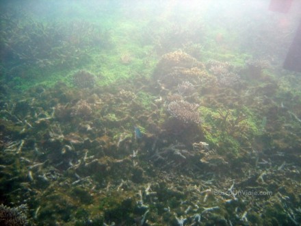 Pulau Redang. Corales iluminados