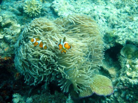 Pulau Redang. Anémonas con peces Payaso