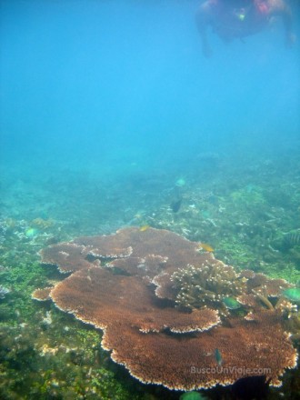 Pulau Redang. Snorkel entre corales