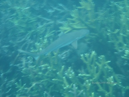 Tiburón en Pulau Redang