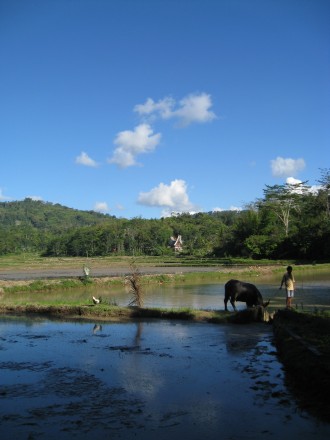 Tana Toraja, en cualquier rincón