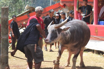 Búfalo asistente a funeral Toraja, todos saben cómo acabará a pesar de lo que ha costado traerlo hasta aquí