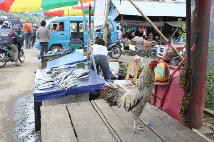 Gallo paseando por el mercado de Bolu (no está a la venta)