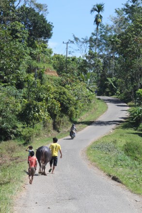 Búfalo, niños y camino sinuoso en Tana Toraja