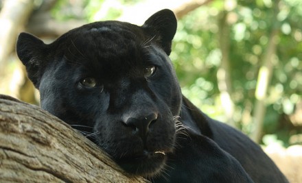 Pantera Negra