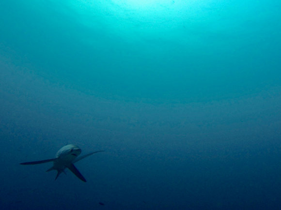 Bucear con tiburones en Malapascua