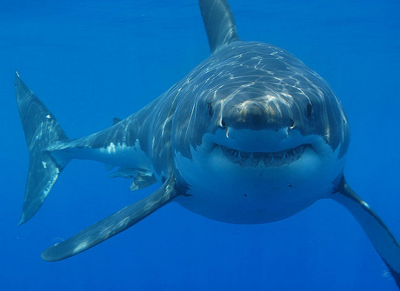 Bucear con tiburones en Sudáfrica