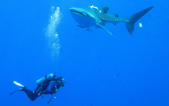 Bucear con tiburones en el Mar Rojo