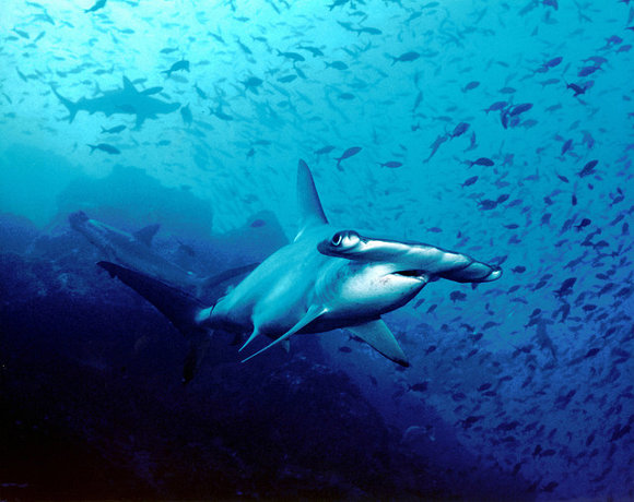 Bucear con tiburones en las islas Cocos