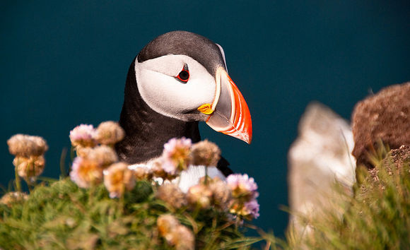 Viajes A Islandia para ver al Puffin o frailecillo