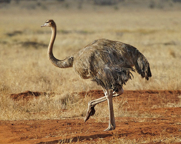 Avestruz en Kenia