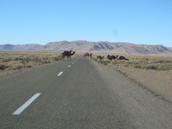 Camellos cruzando la carretera