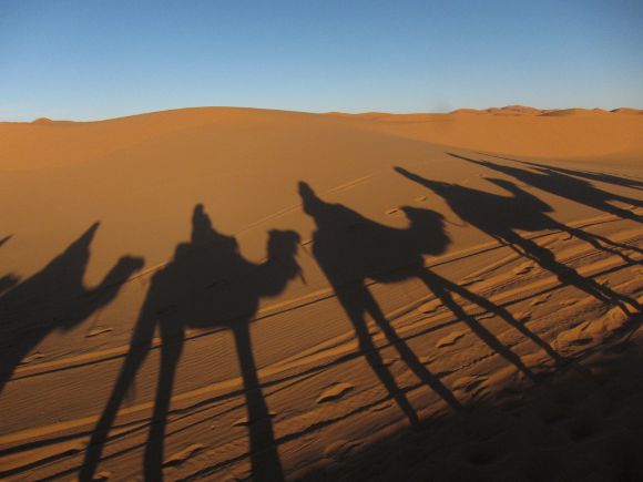 Sombras de camellos en Marruecos