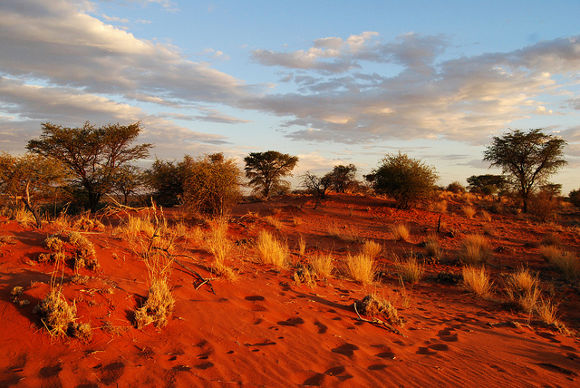 Kalahari, Namibia