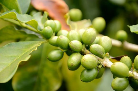 Café de Colombia