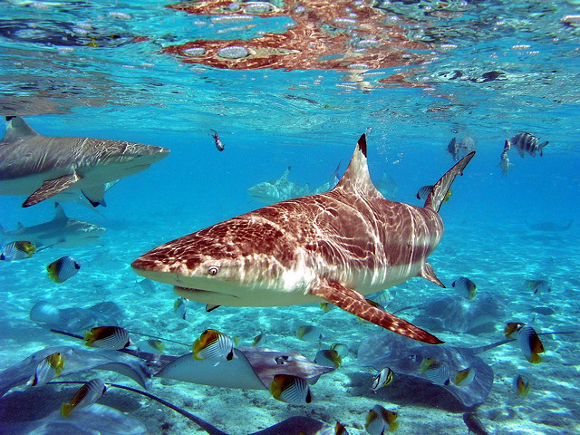 Tiburón en Bora Bora, Polinesia Francesa