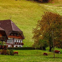 Viajes a Selva Negra