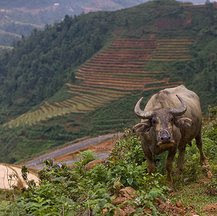 Viajes a Vietnam en familia