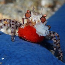 Viajes a Indonesia de buceo