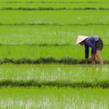 Fin de año en Vietnam