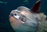 Safari de Buceo en  Bali