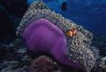 Bunaken (Sulawesi)