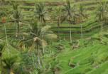 Indonesia a medida 1