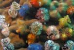 Tailandia. Buceo en Koh Tao