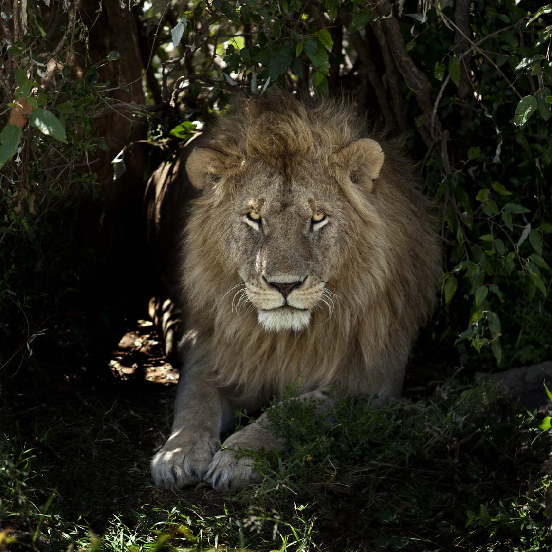 Gran Safari: Kenia y Tanzania con extensión a Zanzíbar, Mauricio, Mafia, Maldivas, Seychelles y/o Dubái 2013