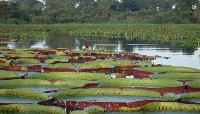 El Pantanal