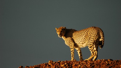 Kenia