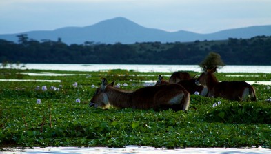 Lago Naivasha