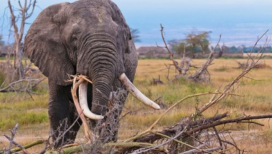 Parque Nacional Amboseli