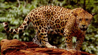 Parque Nacional Corcovado