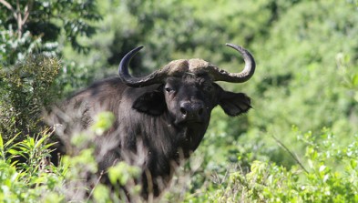 Parque Nacional de Aberdare