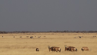 Parque Nacional Etosha