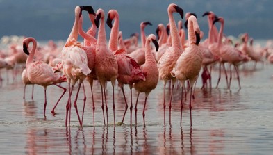 Parque Nacional Lago Nakuru