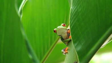 Parque Nacional Tortuguero
